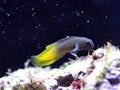 Flametail Blenny