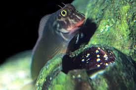 Horseface Blenny (Hawaii)