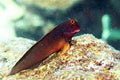 Redlip Blenny