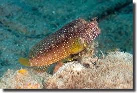 Starry Blenny