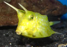 Long Horned Cowfish
