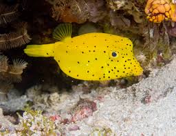 Yellow Cubicus Boxfish