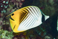 Auriga Threadfin Butterflyfish