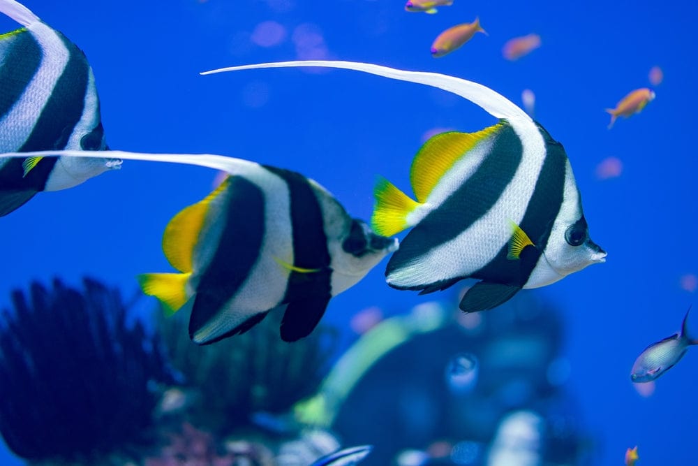 Black & White Heniochus Butterflyfish