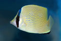 Citron Butterflyfish