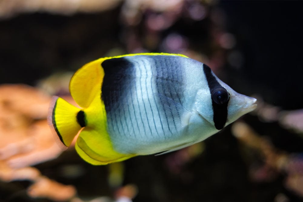 False Falcula Butterflyfish