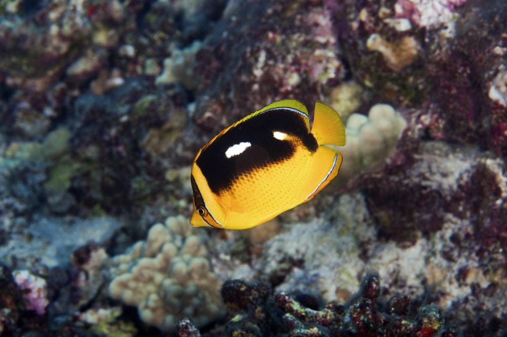 Four Spot Butterflyfish