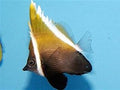 Horned Heniochus Butterflyfish