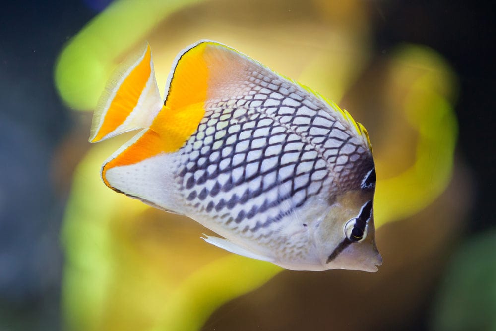 Pearlscale Butterflyfish