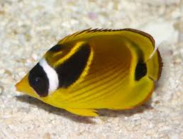 Raccoon Butterflyfish