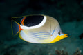 Saddleback Butterflyfish