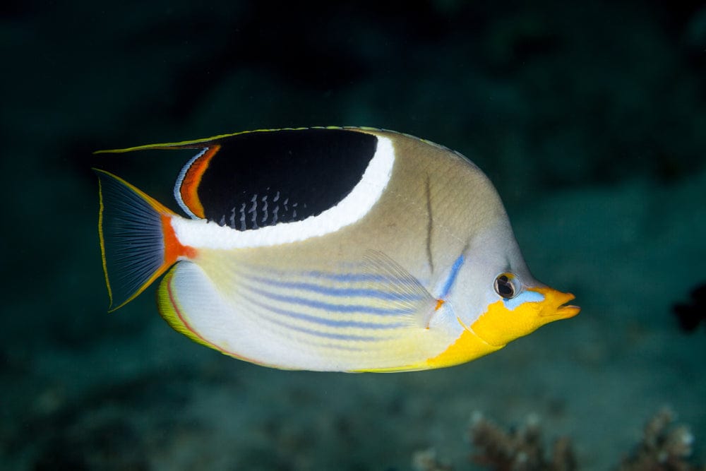 Saddleback Butterflyfish