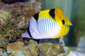 True Falcula Butterflyfish