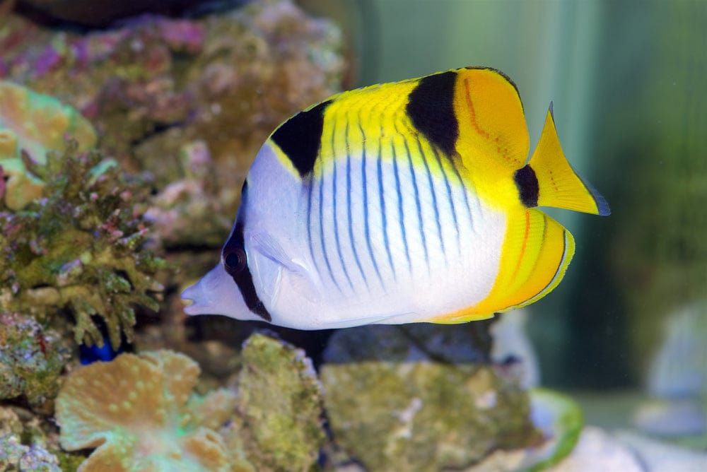 True Falcula Butterflyfish