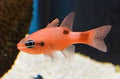 Flame Cardinalfish