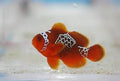 Lightning Maroon Clownfish - Captive Bred