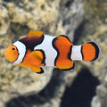 True Percula Clownfish - Select