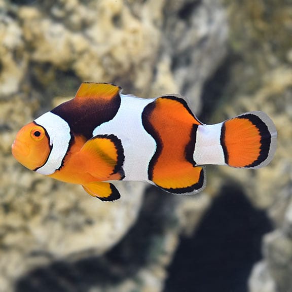 True Percula Clownfish - Select