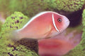 Pink Skunk Clownfish