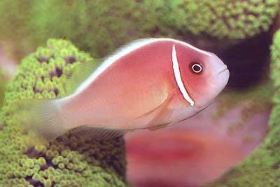 Pink Skunk Clownfish