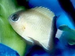 Black Bar Chromis Damselfish
