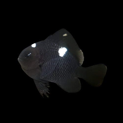 Domino Damselfish