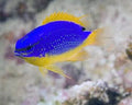 Devil Damselfish (Fiji)