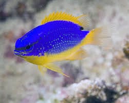 Devil Damselfish (Fiji)