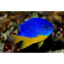 Kupang Damselfish