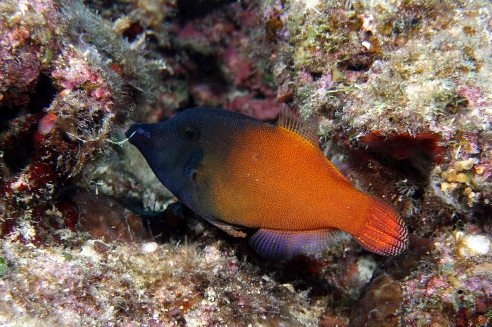 Flame Filefish