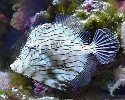 Tassle Filefish