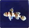 Circus Goby