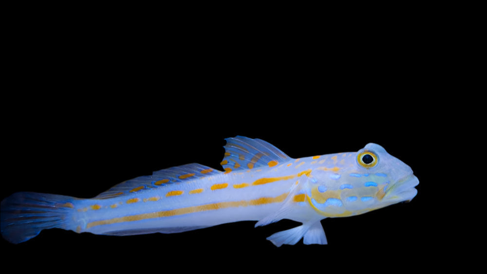 Diamond Watchman Goby