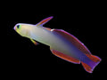 Purple Firefish Goby
