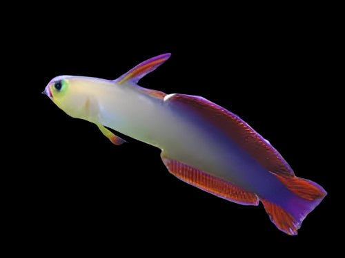Purple Firefish Goby