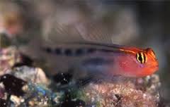 Red Cap Goby