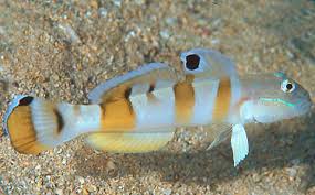 Tiger Watchman Wardi Goby