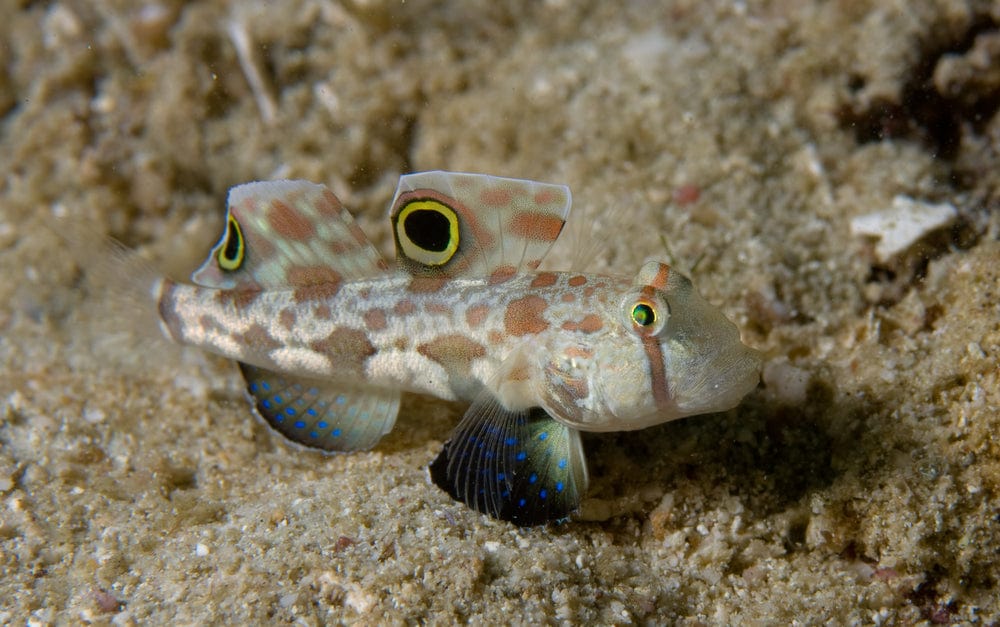 Twinspot Signal Goby