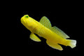 Yellow Watchman Goby
