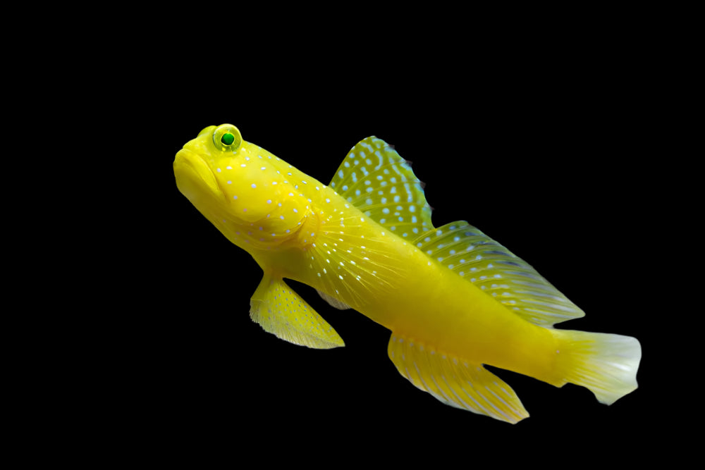 Yellow Watchman Goby