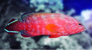 Red V-Tail Grouper