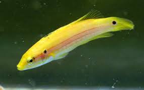 Two Spot Candy Hogfish