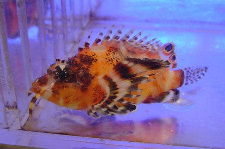 Fu Manchu Lionfish
