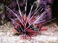 Radiata Lionfish (Africa)