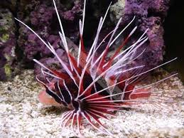 Radiata Lionfish (Africa)