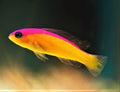 Diadema Dottyback