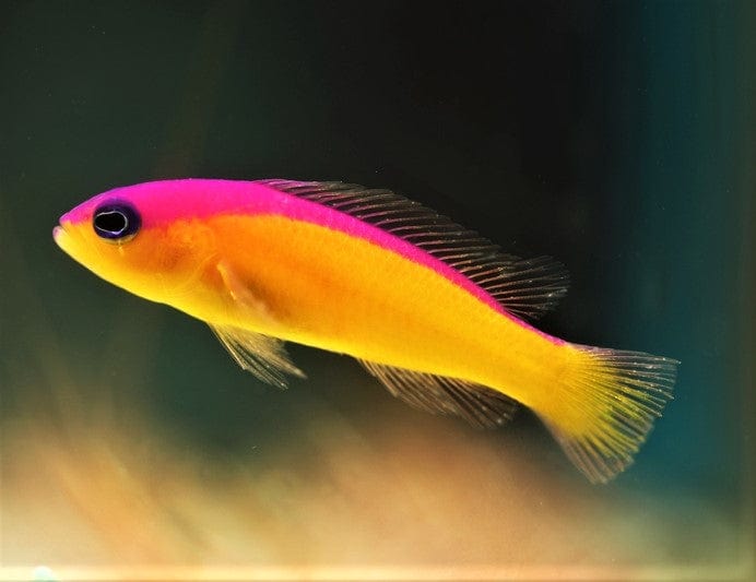 Diadema Dottyback