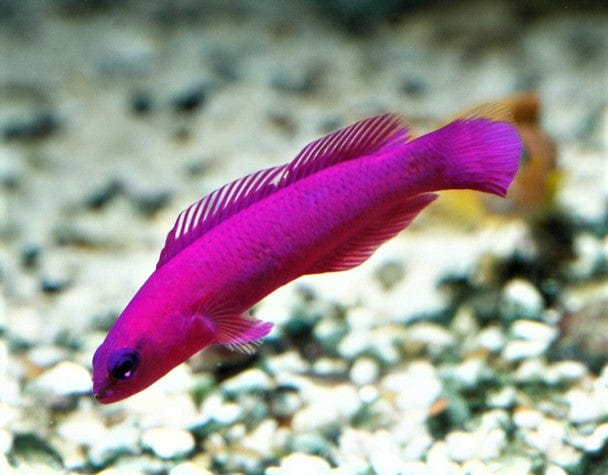 Orchid Dottyback - Captive Bred
