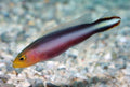 Rainbow Dottyback