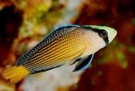 Splendid  Pseudochromis (Tank Raised)